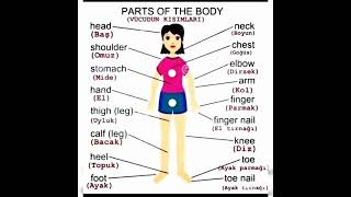 Parts of body 👅👁️👁️👅👅#englishlanguage #engslishspeaking #english #shortvideo #shortsviral