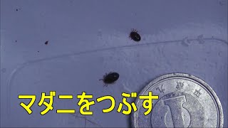 鹿の血　ちょっとだけ吸ったマダニをつぶす #1