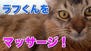 【猫動画】甘えん坊な子猫にマッサージを施す！【ソマリ】