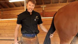 Adjusting Hoof Angle: Bohdi at Meadow Ridge