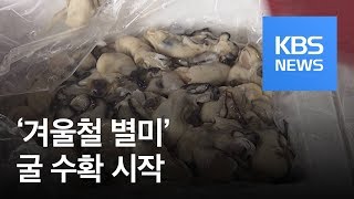 ‘겨울철 별미’ 남해안 굴 수확 본격 시작 / KBS뉴스(News)