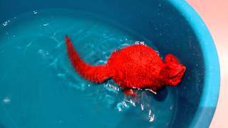 Uromastyx Geyri (red morph) taking a bath