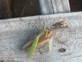 female praying mantis eats male while two other males wait their turn