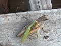 female praying mantis eats male while two other males wait their turn