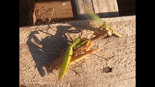 Female praying mantis eats male, while two other males wait their turn