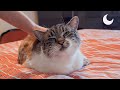 ASMR - Purring fur balls for your relaxation - Cat petting and grooming 🐱