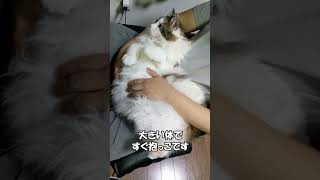 パパにすぐ抱っこ　メインクーン「まる」　 ねこずちゃんねるshorts184 #ねこ #猫 #cat #巨猫 #shorts