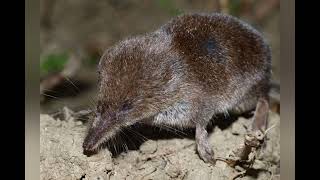 Shrew Sounds