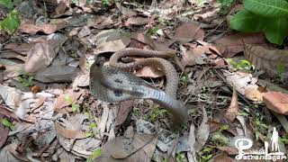 കിണറ്റിൽ വീണുപോയ മൂർഖൻ. (Spectacled cobra ) highly venomous