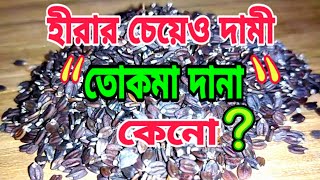 হীরার চেয়ে দামী এই দানা কিন্তুু কেনো/জানলে অবাক হবেন