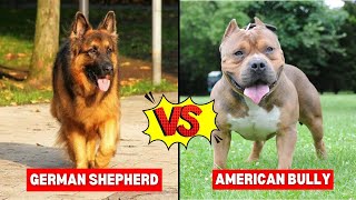 German Shepherd vs American Bully: Which Breed is Right for You?