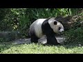 20201031 早起等門無人應 圓仔變身跳跳熊 giant panda yuan zai