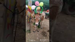 mattu Pongal celebration at village 🎉😀#shorts #youtubeshorts #pongal