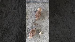 #viral #teetarbird #viralshort #video #bird #teetar