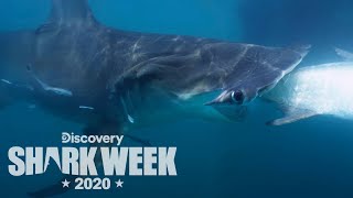 This Hammerhead Is MASSIVE | Shark Week