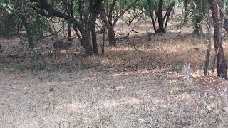 Imran kataliya @ sasan gir forest  nov'17(5)