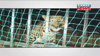 Another Leopard Caught From Nuapada, Villagers Claim Presence of Some More