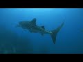 【30秒の海中動画】タイ タオ島 no.6 ジンベエ親分再び the big whale shark.