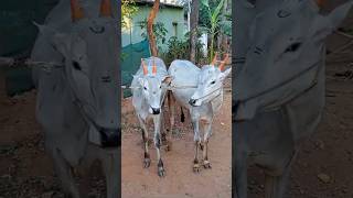 #hallikar amazing Hallikar pair | for sale:7483786481 #bull #fair #cow #animals #love #farming