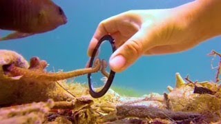 Tiny Octopus Gets So Excited When His Diver Friend Comes To Visit Him | The Dodo
