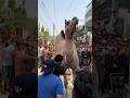 Camel qurbani 2025 😍