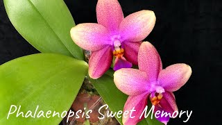 05/01/2022 浪漫满屋的甜蜜回忆 Phalaenopsis Sweet Memory