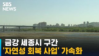 금강 세종시 구간 '자연성 회복 사업' 본격 추진 / SBS