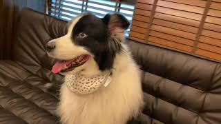 北漂青年Tama 邊境牧羊犬 ボーダーコリー Border Collie