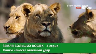 Земля больших кошек. 4-серия. Панки наносят ответный удар