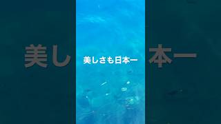 【コバルトブルー】日本一の湖 [deepest Lake Tazawa]　 #trekking #田沢湖 #shorts