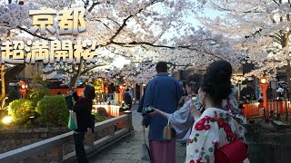 【４K　今年も京都　超満開桜】嵐山　醍醐寺　清水寺　円山公園　白川祇園　鴨川　淀川　岡崎公園　八坂塔　高台寺　ねねの道　三年坂　二年坂等