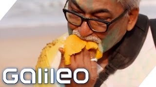 Why Indians are so crazy about mangoes | Galileo | ProSieben