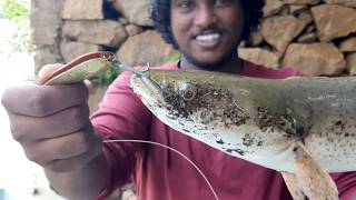 മണിമല ആറ്റിൽ നിന്നും ഒരു വാഹമീൻ പിടുത്തം #Kerala #SnakeHeadFish( vaha ) #fromManimalaRiver