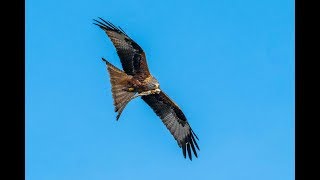 Birdwatching Nr 13: Red kites in early spring