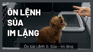 Ôn bài cho cún lệnh 5: Sủa - Im lặng | Huấn luyện chó cơ bản BossDog