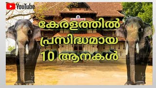 Top 10 Famous Elephants in Kerala ##🐘 കേരളത്തിൽ പ്രസിദ്ധമായ  10 ആനകൾ