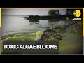 Algae blooms triggering deaths of sea lions and dolphins | WION Climate Tracker