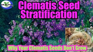 CLEMATIS PROPAGATION BY SEED / Learn the real secret to Growing Clematis by Seed.