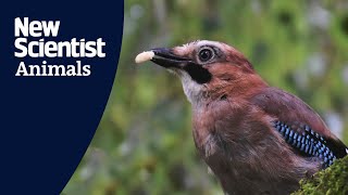 Eurasian jays pass marshmallow test, linking self-control with intelligence in birds