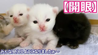 【子猫の成長記録】マンチカンの子猫が開眼した件 ∼猫のいる生活Vol.211∼ 出産動画 マンチカン短足・ミヌエット・ペルシャ猫専門ブリーダー『ペット蔵人』