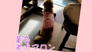 たそがれる老犬　　ぼく19歳！ミニチュアダックス　マロン君　♡たそがれる老犬　#shorts