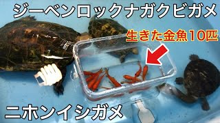 金魚をカメたちが暮らすプラ桶に投入した結果・・・