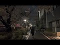 2023夜桜 目黒川 meguro river tokyo cherry blossom sakura