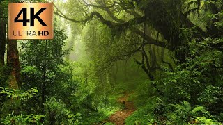 Beauty Of Nature 4k videos ll प्राकृतिक सुंदरता ll 4k Ultra Hd ll