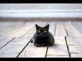 black little cat, a song by alberto milazzo