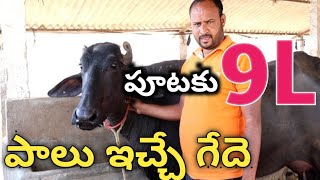 murra buffaloes for time 9 liters milk in Telugu- ముర్ర గేదె పూటకు 9 లీటర్ల పాలు