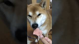 ジャーキー食べる犬 #映像 #しば #youtube #柴犬 #登録者10万人目指す #犬犬 #dog #登録お願いします #可愛い柴犬 #柴 #ジャーキー #おやつ #犬のいる暮らし