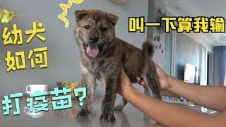 幼犬如何打疫苗，田园犬虎子亲身示范，完美配合！