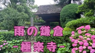 [Kamakura]雨の紫陽花〜極楽寺〜江ノ電〜