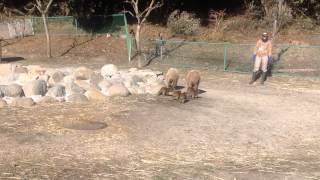 カピバラの赤ちゃんお披露目(五つごちゃん)続き 伊豆アニマルキングダム